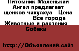 Питомник Маленький Ангел предлагает щенков чихуахуа › Цена ­ 10 000 - Все города Животные и растения » Собаки   